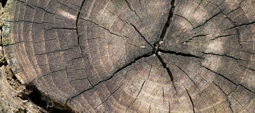 Wood Finishes Guide  - 12