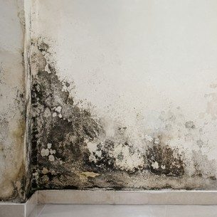 Complete Guide to Wall Fungus Causes, Prevention and Treatment Complete Guide to Wall Fungus Causes, Prevention and Treatment