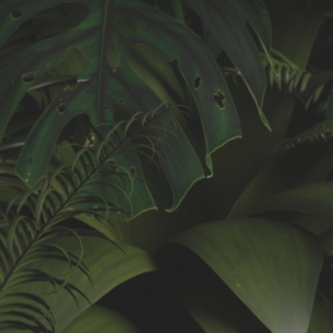 Green Forest Wallpaper - Asian Paints Green Forest Wallpaper - Asian Paints