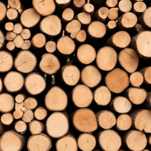 The Ultimate Guide to Timber Wood The Ultimate Guide to Timber Wood