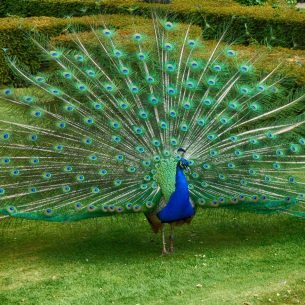 Peacock Wallpaper - Asian Paints Peacock Wallpaper - Asian Paints