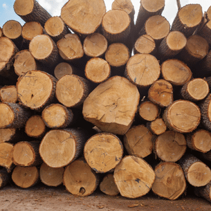 Everything You Need to Know About Sal Wood Everything You Need to Know About Sal Wood