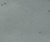 MSC1014CMB1008
