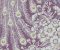 Plumage House Wallpaper Design - Asian Paints Plumage House Wallpaper Design - Asian Paints
