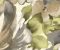 Watercolor Poppy House Wallpaper Design - Asian Paints Watercolor Poppy House Wallpaper Design - Asian Paints