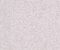 wallpaper-close-shot-asian-paints-366091 wallpaper-close-shot-asian-paints-366091