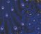 wallpaper-close-shot-asian-paints-378002 wallpaper-close-shot-asian-paints-378002