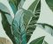 wallpaper-close-shot-asian-paints-384502 wallpaper-close-shot-asian-paints-384502