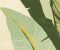 wallpaper-close-shot-asian-paints-384600 wallpaper-close-shot-asian-paints-384600