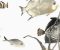 wallpaper-close-shot-asian-paints-AT7000 wallpaper-close-shot-asian-paints-AT7000