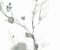 wallpaper-close-shot-asian-paints-CP1201 wallpaper-close-shot-asian-paints-CP1201