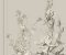 wallpaper-close-shot-asian-paints-MH1544 wallpaper-close-shot-asian-paints-MH1544