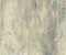 wallpaper-close-shot-asian-paints-NY4954 wallpaper-close-shot-asian-paints-NY4954