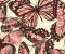 wallpaper-close-shot-asian-paints-RK4442 wallpaper-close-shot-asian-paints-RK4442
