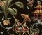 wallpaper-close-shot-asian-paints-WA7769 wallpaper-close-shot-asian-paints-WA7769