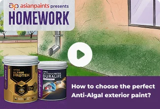 Algae or Kaai growth on Exterior walls? Fix it with the right paints.